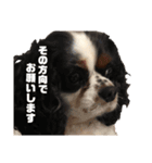 カワイイstamp（個別スタンプ：6）