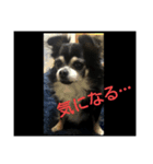 チワワのチコ（個別スタンプ：1）