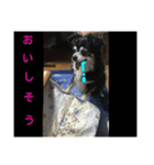 チワワのチコ（個別スタンプ：5）