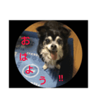 チワワのチコ（個別スタンプ：6）