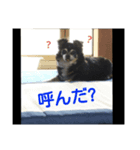 チワワのチコ（個別スタンプ：7）