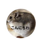 とろの日常（個別スタンプ：1）