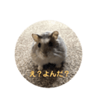 とろの日常（個別スタンプ：5）