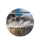 とろの日常（個別スタンプ：6）