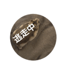 とろの日常（個別スタンプ：8）