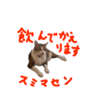チョッピー001（個別スタンプ：2）