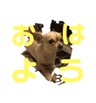 萩原 ジョンくん（個別スタンプ：1）