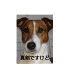 ジャックのゴン（個別スタンプ：3）