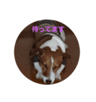 ジャックのゴン（個別スタンプ：5）