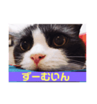 激かわにゃんこスタンプ（個別スタンプ：2）
