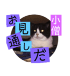 激かわにゃんこスタンプ（個別スタンプ：6）