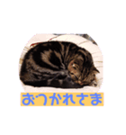 激かわにゃんこスタンプ（個別スタンプ：7）