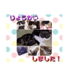 激かわにゃんこスタンプ（個別スタンプ：8）