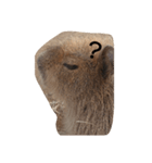 ほぼ寝てるカピバラ（個別スタンプ：4）