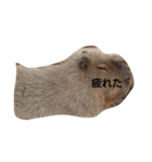 ほぼ寝てるカピバラ（個別スタンプ：7）