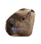 ほぼ寝てるカピバラ（個別スタンプ：8）