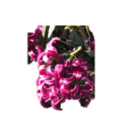 紫色の花にかがくひかり（個別スタンプ：1）