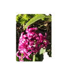 紫色の花にかがくひかり（個別スタンプ：3）
