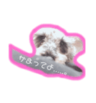 可愛いシュナウザー（個別スタンプ：1）