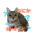 猫の日常☆1th（個別スタンプ：2）