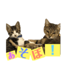 猫の日常☆1th（個別スタンプ：3）