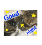 猫の日常☆1th（個別スタンプ：4）