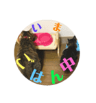 猫の日常☆1th（個別スタンプ：5）