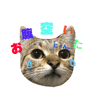 猫の日常☆1th（個別スタンプ：6）