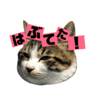 猫の日常☆1th（個別スタンプ：7）