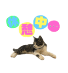 猫の日常☆1th（個別スタンプ：8）