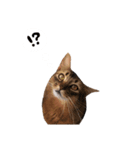 もの言いたげにゃんこ。（個別スタンプ：6）