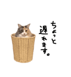 もの言いたげにゃんこ。（個別スタンプ：8）