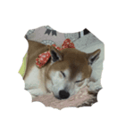 犬のきょうちゃんスタンプ（個別スタンプ：2）