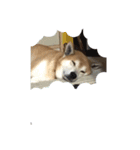 犬のきょうちゃんスタンプ（個別スタンプ：3）