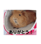 モルモット3兄弟 挨拶（個別スタンプ：4）
