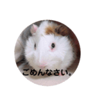 モルモット3兄弟 挨拶（個別スタンプ：5）