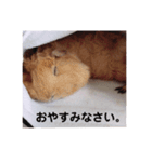 モルモット3兄弟 挨拶（個別スタンプ：6）