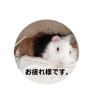 モルモット3兄弟 挨拶（個別スタンプ：7）