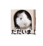 モルモット3兄弟 挨拶（個別スタンプ：8）