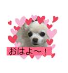おすまし ルナ（個別スタンプ：1）