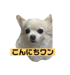 おすまし ルナ（個別スタンプ：3）