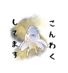 敬語の水彩金魚（個別スタンプ：16）