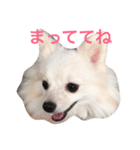 ポメラニアン#ナミ（個別スタンプ：1）