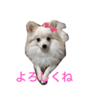ポメラニアン#ナミ（個別スタンプ：2）