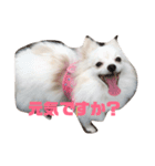 ポメラニアン#ナミ（個別スタンプ：4）