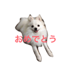 ポメラニアン#ナミ（個別スタンプ：5）