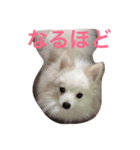 ポメラニアン#ナミ（個別スタンプ：7）