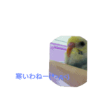セキセイインコの「すみれちゃん」スタンプ（個別スタンプ：1）