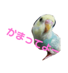 セキセイインコの「すみれちゃん」スタンプ（個別スタンプ：2）
