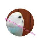 セキセイインコの「すみれちゃん」スタンプ（個別スタンプ：3）